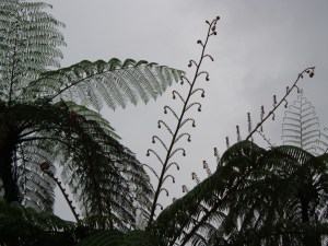vegetazione tropicale (Indonesia)